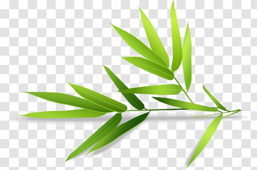Bamboo Cosmetics Shampoo Euclidean Vector - Grass Family - Hand-painted Transparent PNG