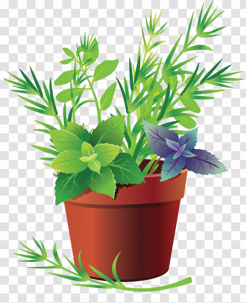 Leaf Vegetable Herb Cabbage - Flower - Plant Pot Transparent PNG