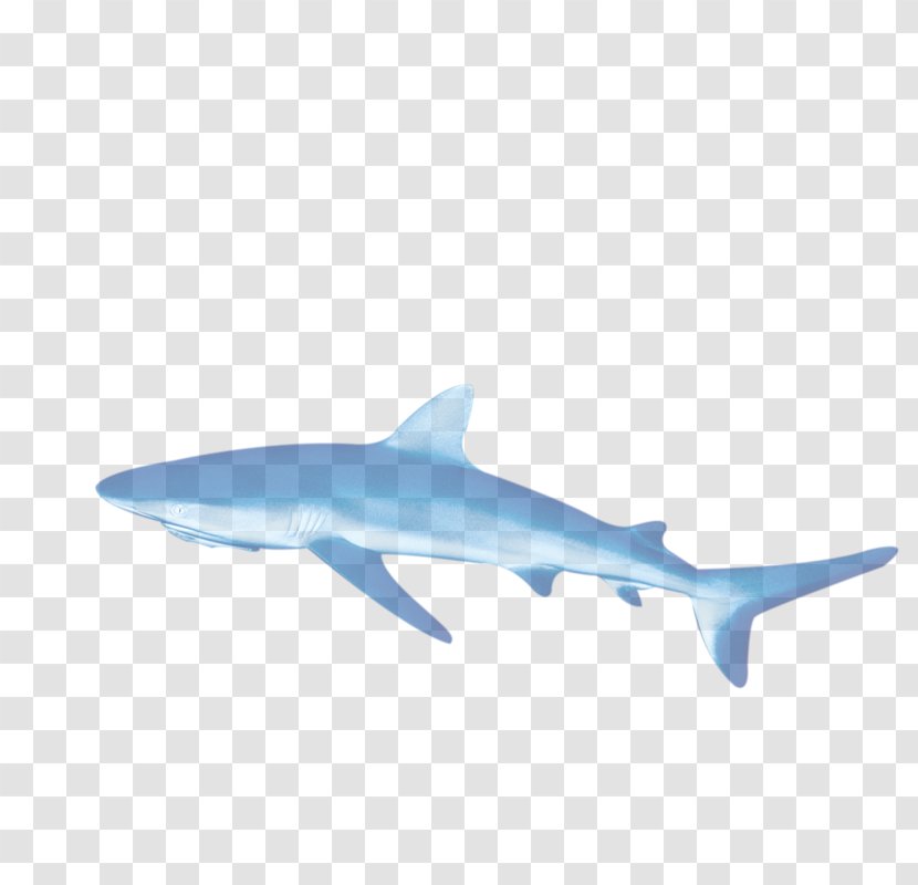 Requiem Shark - Cartilaginous Fish Transparent PNG