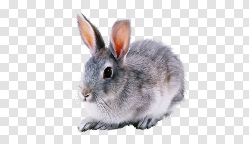 Rex Rabbit Domestic Netherland Dwarf Tan Hare - Rabbits And Hares Transparent PNG