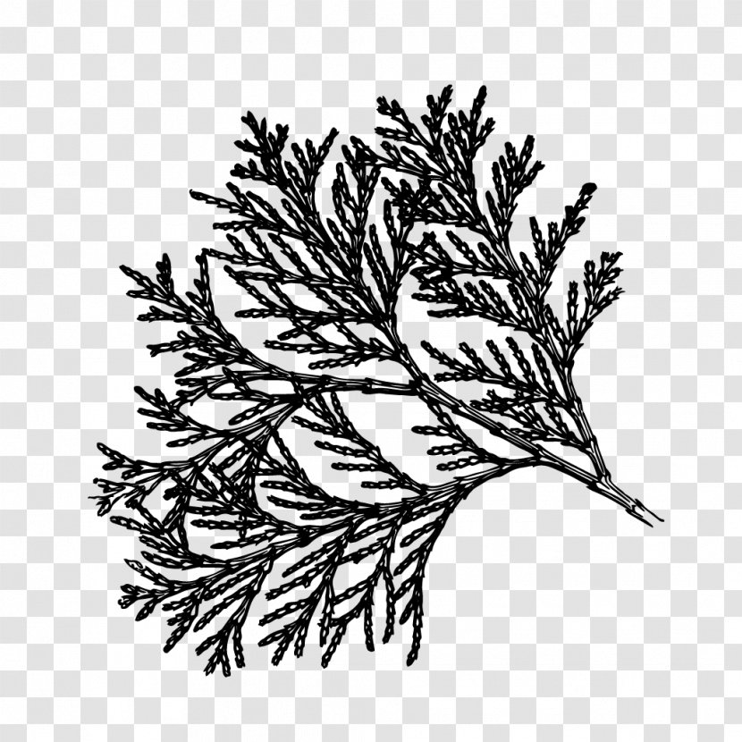 Flower Plant Stem Leaf Pine Pattern - Conifer - Red Transparent PNG