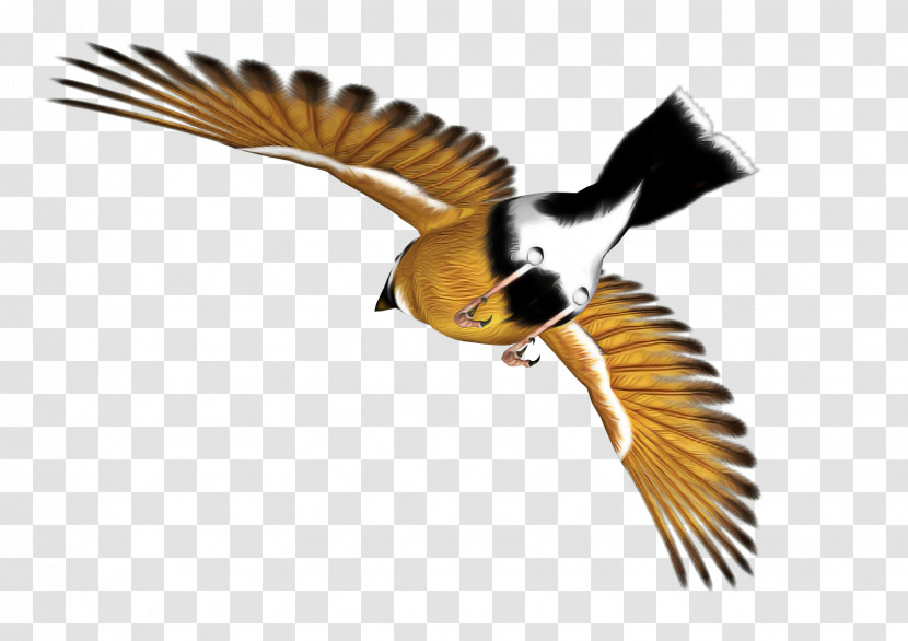 Bird Beak Wing Chickadee Coraciiformes Transparent PNG