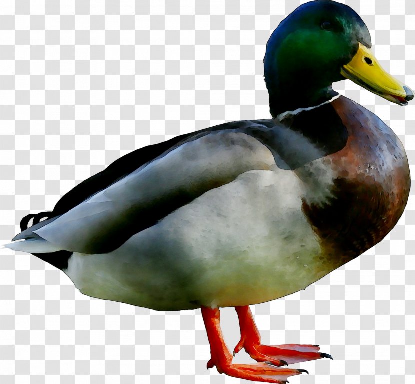 Domestic Duck Mallard Bird Goose - Ducks Geese And Swans - Cygnini Transparent PNG