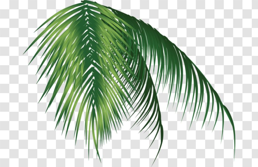 Arecaceae - Coconut Transparent PNG