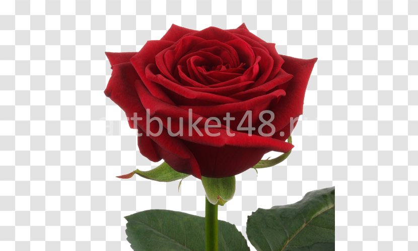 Garden Roses Flower Bouquet Red Cut Flowers - China Rose Transparent PNG