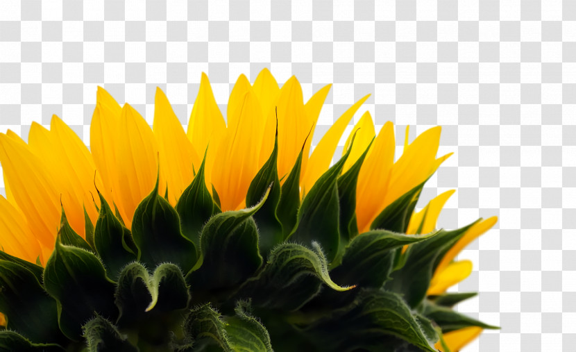 Daisy Family Sunflower Seed Flower Annual Plant Petal Transparent PNG