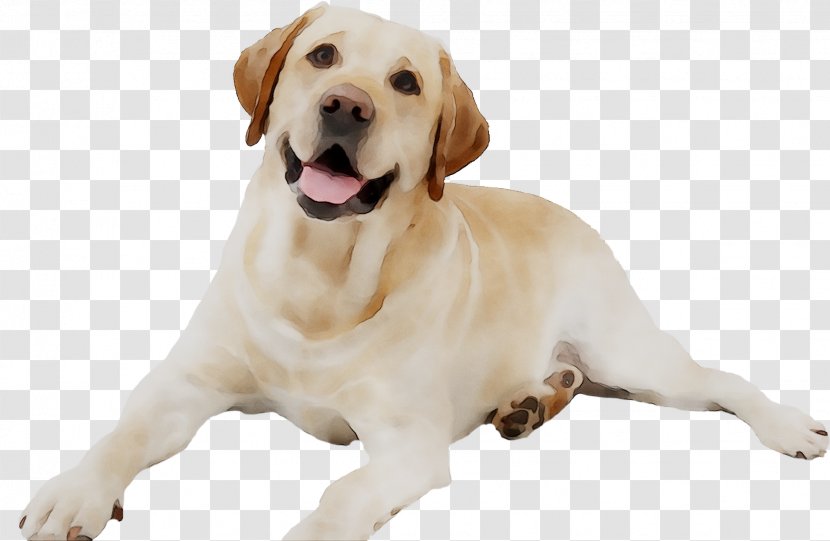 Labrador Retriever Puppy Dog Breed Insurance Shih Tzu - Canidae - Pointing Transparent PNG