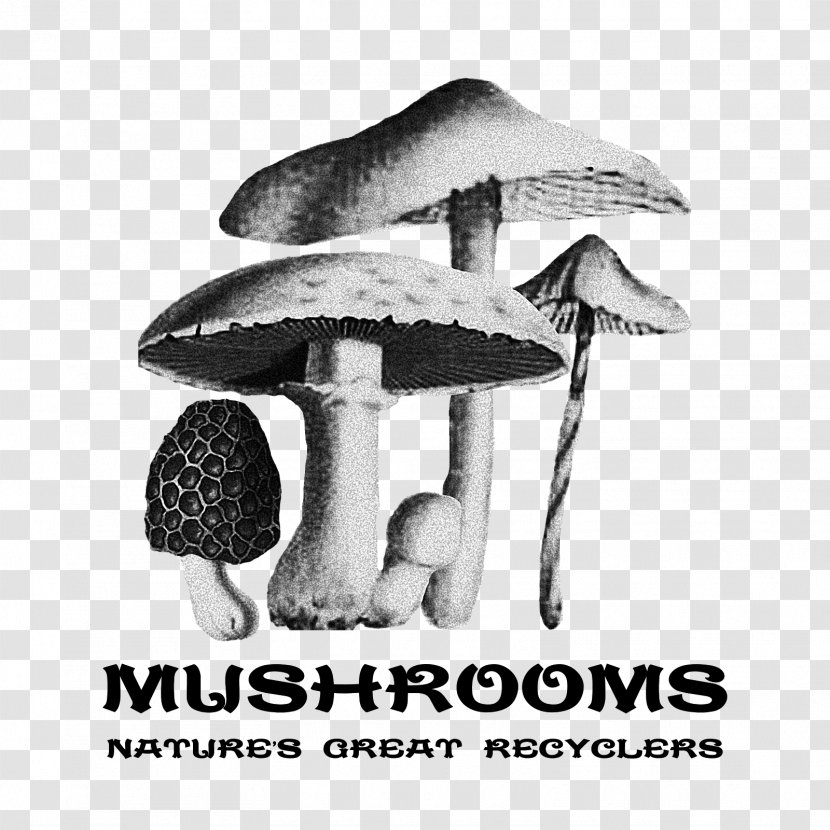 Edible Mushroom Food Ecovative Design Fungus - Cap Transparent PNG