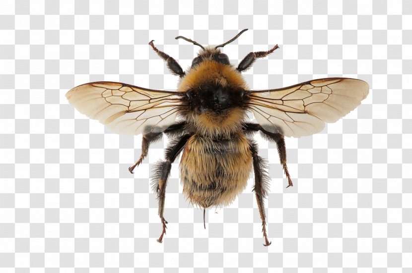 Honey Bee Spider Bombus Distinguendus Tarantula Brachypelma Hamorii - Insect Transparent PNG