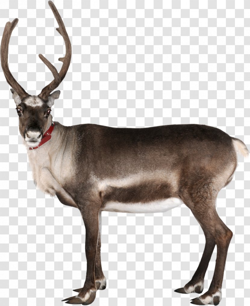 Reindeer Rudolph Santa Claus Antler Transparent PNG