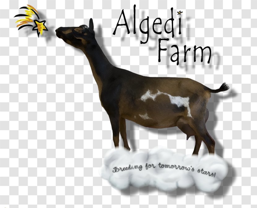 Nigerian Dwarf Goat Farm Cattle Dairy Mammal - Horse Like Transparent PNG