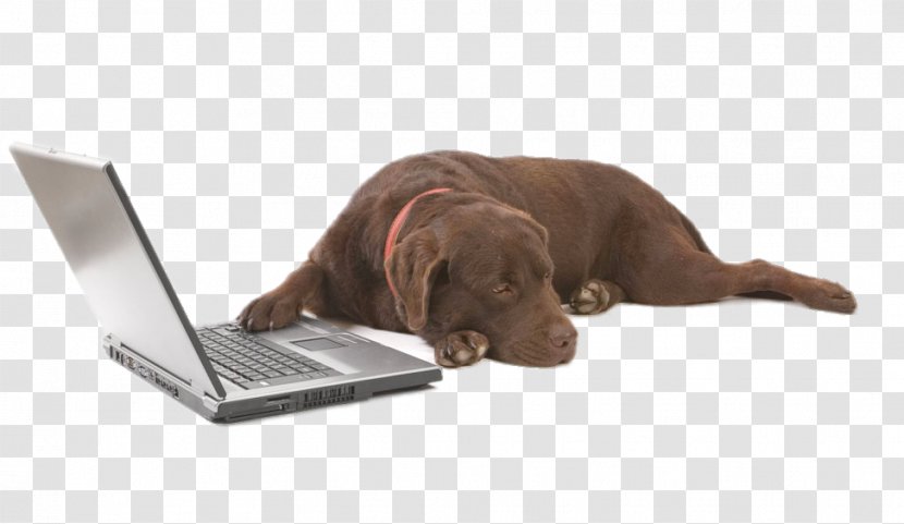 Kuvasz Bullmastiff Dobermann Dog Grooming Pet - Sporting Group - Lying On The Laptop Next To Transparent PNG