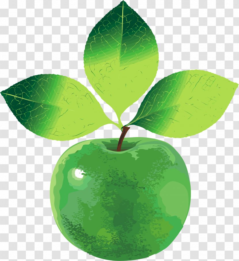 Apple Green Vecteur - Plant - GREEN APPLE Transparent PNG