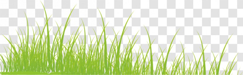 Vetiver Commodity Green Wheatgrass Wallpaper - Sweet Grass Transparent PNG