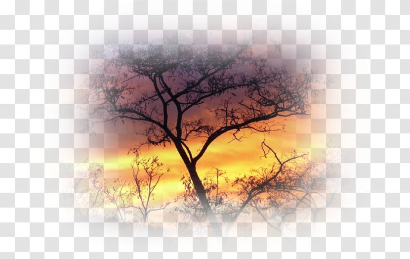 Sunset Cloud Photography - Tree Transparent PNG