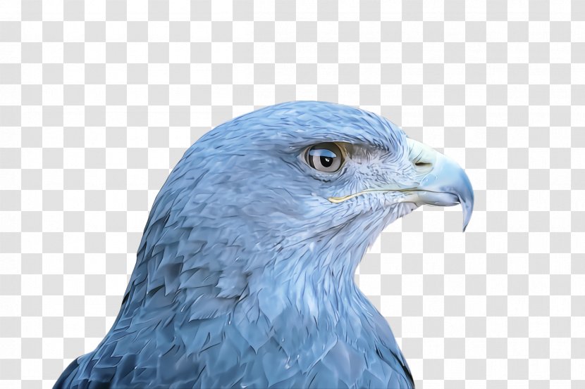 Bird Beak Of Prey Eagle Blue - Hawk - Kite Transparent PNG