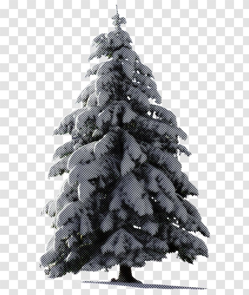 Christmas Tree - White Pine - Fir Decoration Transparent PNG
