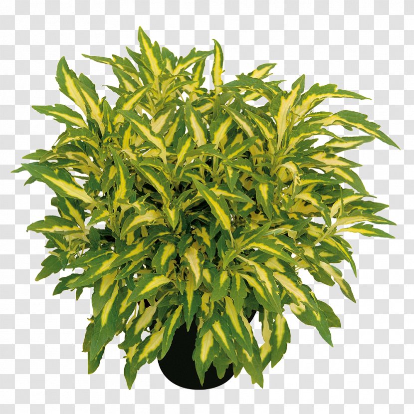 Tree Flowerpot Herb Shrub Transparent PNG