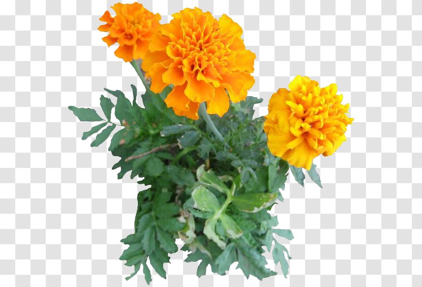 Mexican Marigold Lutein Edible Flower Calendula Officinalis - Image Transparent PNG