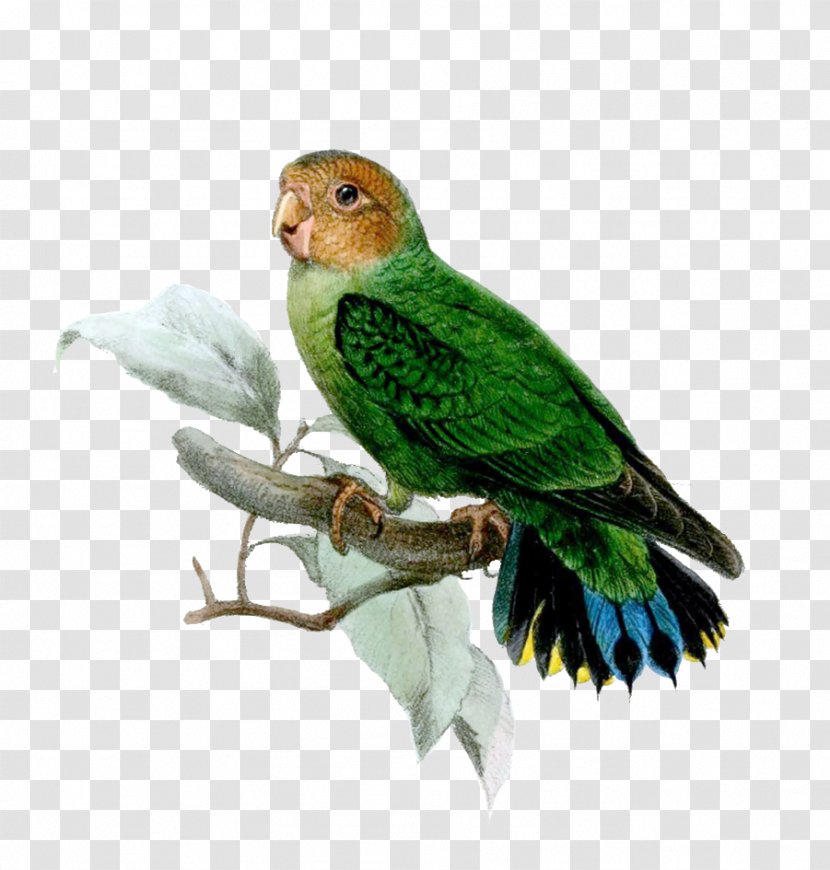 Buff-faced Pygmy Parrot Bird Geelvink Finsch's - Psittacinae Transparent PNG