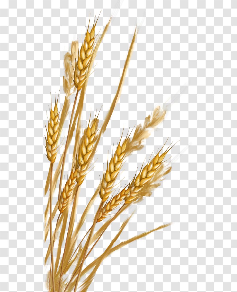 Emmer Spelt Rye Cereal Germ Whole Grain - Food - Wheat Transparent PNG