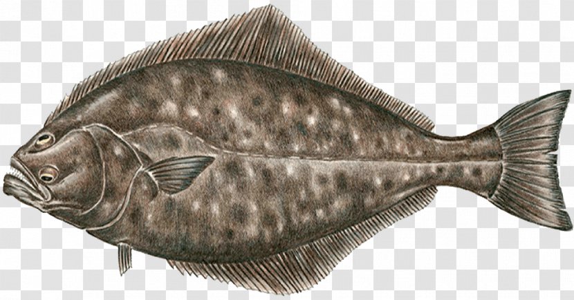 Sole Pacific Halibut Flounder Fish - Striped Bass Transparent PNG