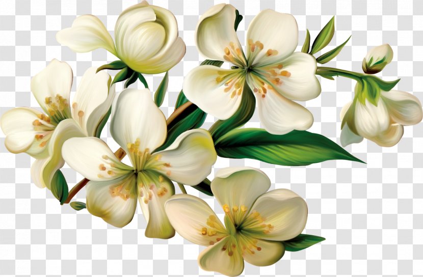 Flower Clip Art - Frangipani Transparent PNG