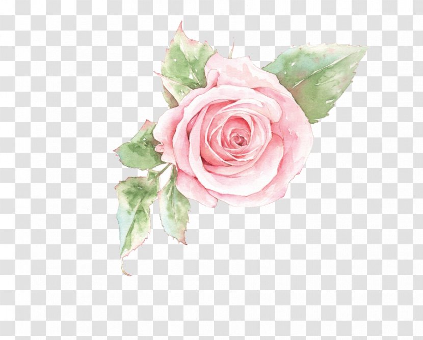 Rosa Chinensis Beach Rose U82b1u89e3u8a9e - Pink Flower Transparent PNG