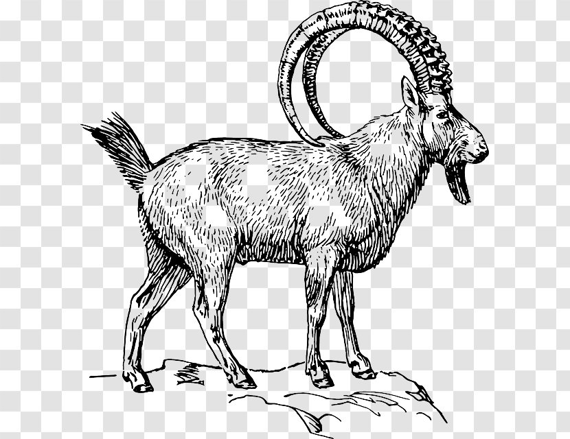Goat Alpine Ibex Pyrenean Clip Art - Horn - Biological Rosemary Grass Transparent PNG