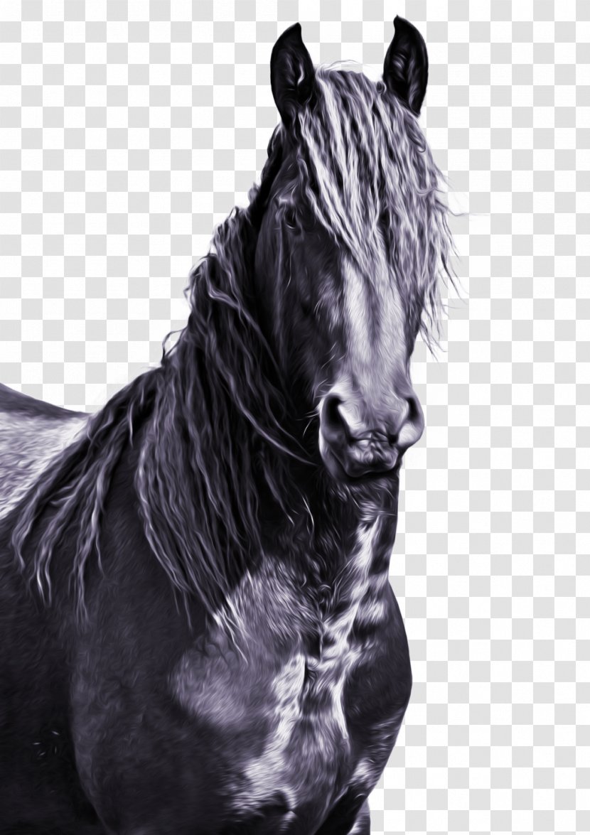 Friesian Horse Mane American Paint Mustang Stallion Transparent PNG
