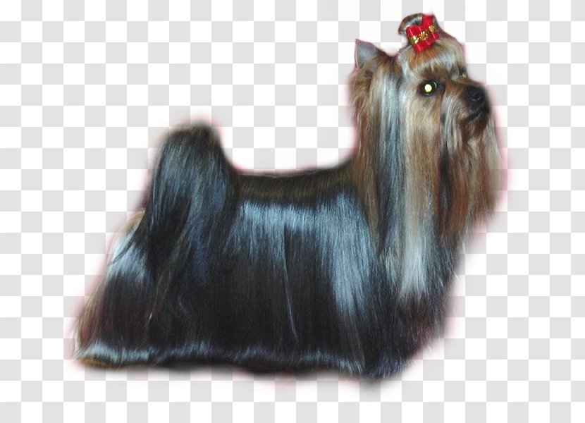 Yorkshire Terrier Skye Australian Silky Cairn Affenpinscher - Toy Dog - Naira Transparent PNG