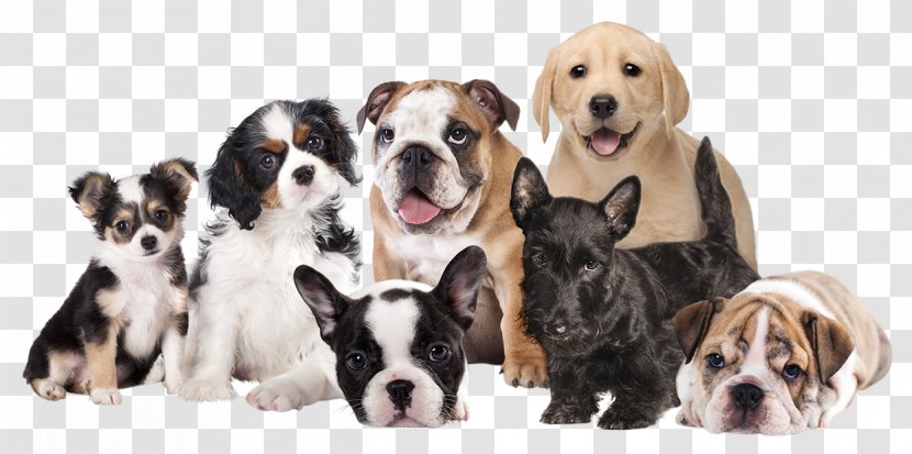 Golden Retriever Boxer Puppy Dog Breed Pet - Group Transparent PNG