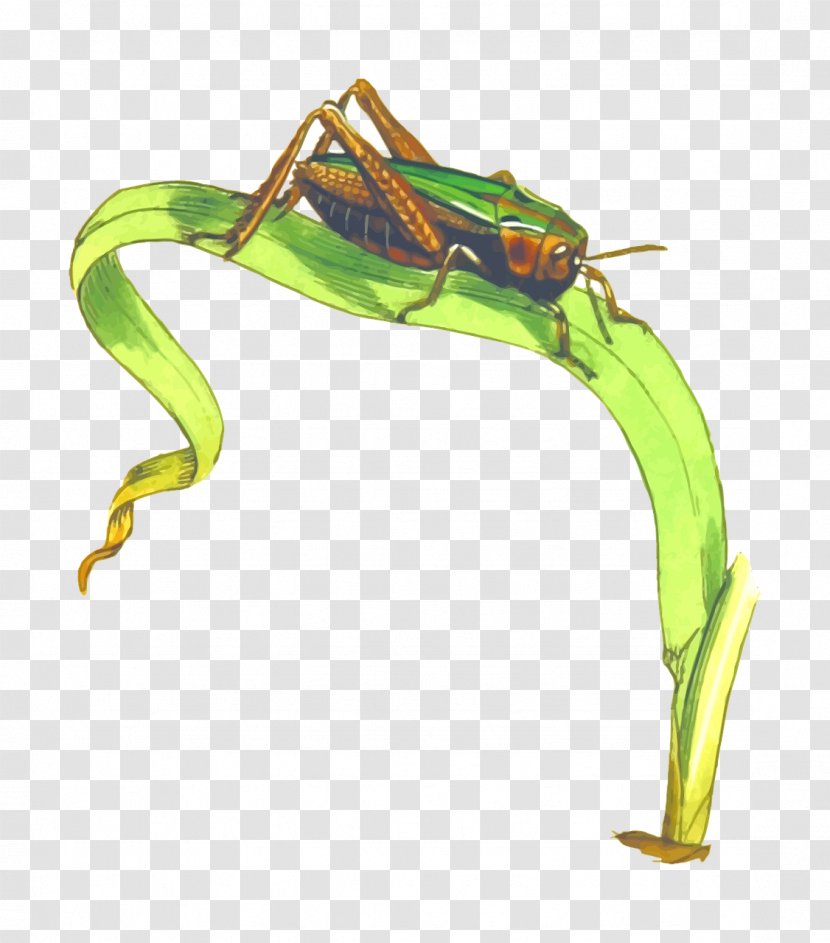 Omocestus Viridulus Grasshopper Caelifera Clip Art - Product Design - Green Transparent PNG