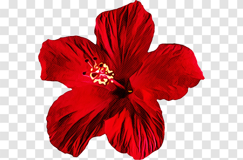 Petal Hibiscus Flower Red Hawaiian Hibiscus Transparent PNG