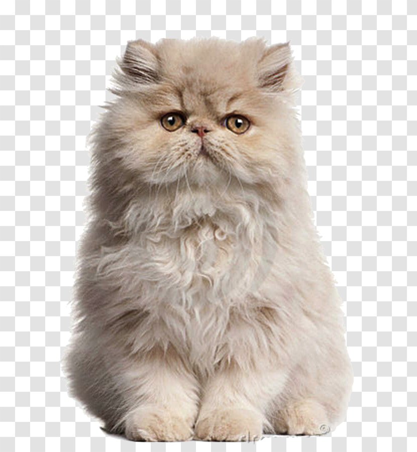 Persian Cat Kitten Siamese Exotic Shorthair Birman - Napoleon Transparent PNG