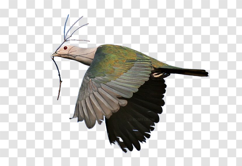 Beak Bird Green Imperial Pigeon Kingfisher Clip Art Transparent PNG