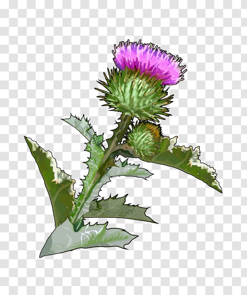 Canary Islands Onopordum Acanthium Thistle Artichoke Flower - Plant Stem - Lavanda Transparent PNG