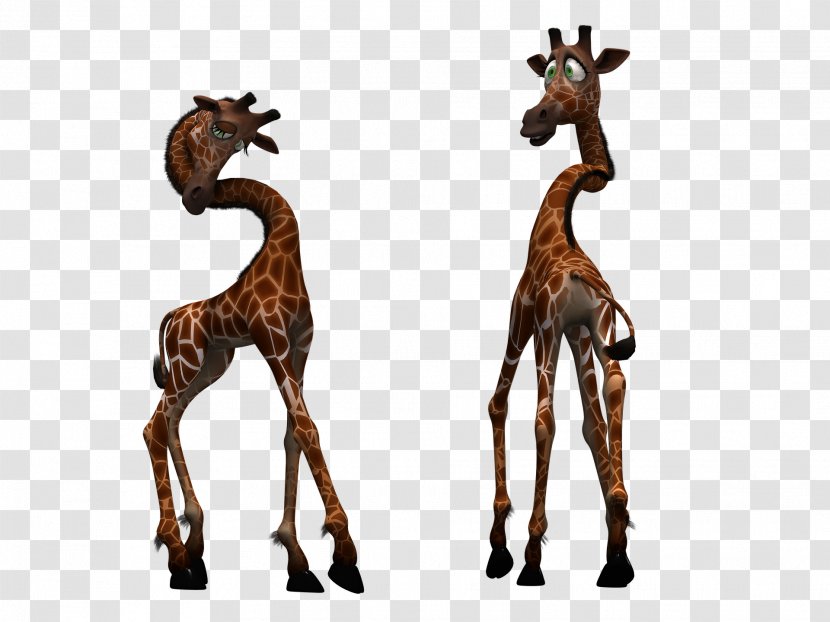 Northern Giraffe Clip Art - Terrestrial Animal - Cute Transparent PNG