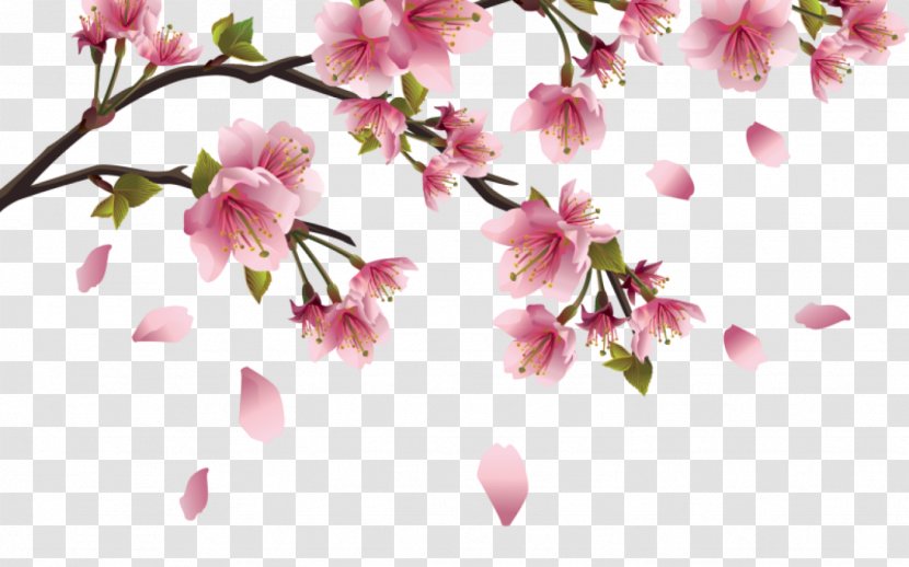 Cherry Blossom Desktop Wallpaper Clip Art - Branch - Flower Dividers Transparent PNG