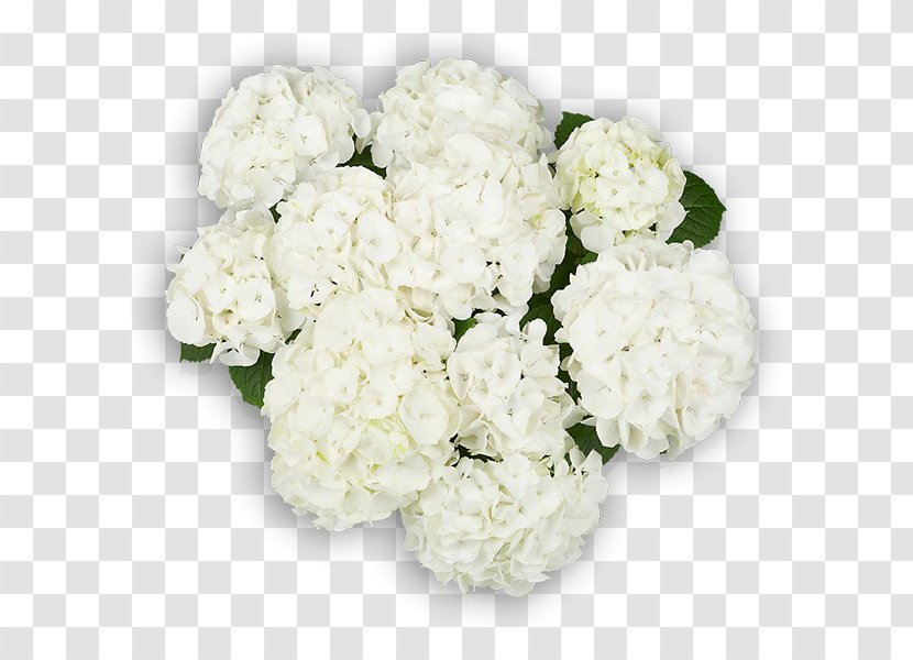 Hydrangea Cut Flowers Floral Design Flower Bouquet - Cornales Transparent PNG