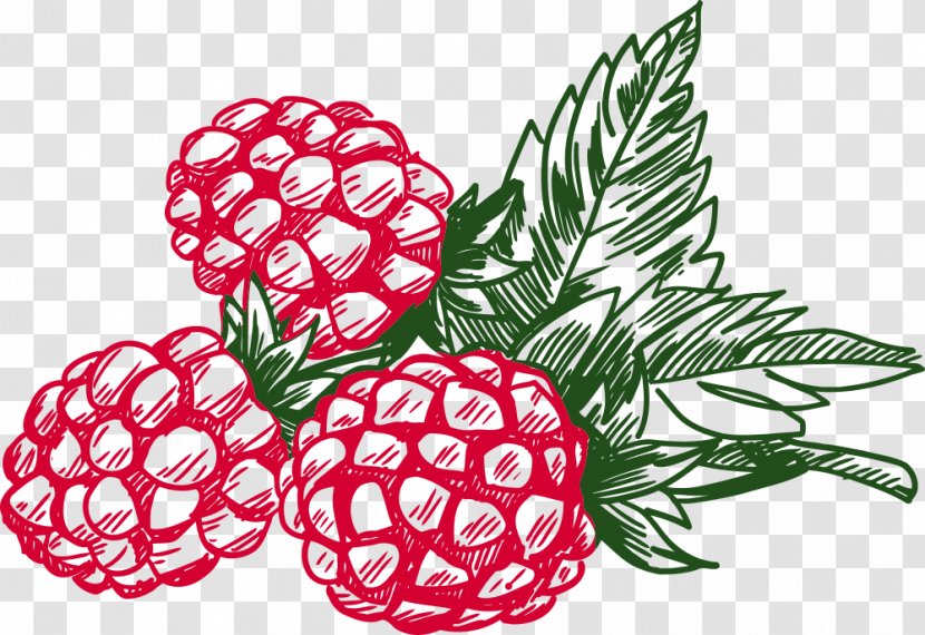 Blackberry Clip Art Raspberry Openclipart - Tree Transparent PNG