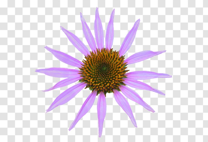 Coneflower Daisy Family Clip Art - Purple - Echinacea Transparent PNG