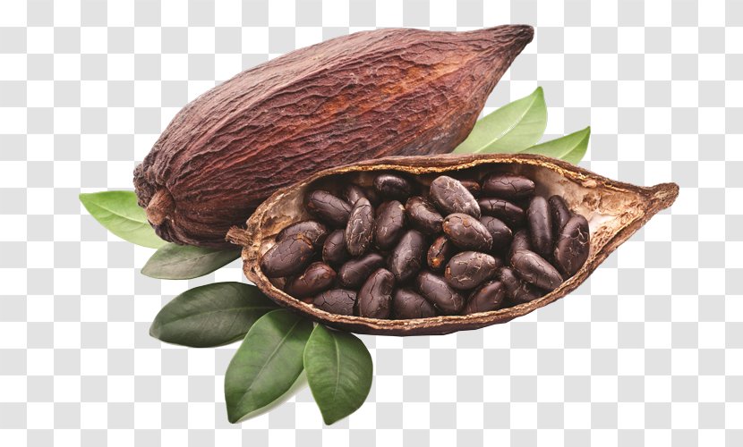 Criollo Cocoa Bean Solids Chocolate Liquor Hot - Trinitario Transparent PNG
