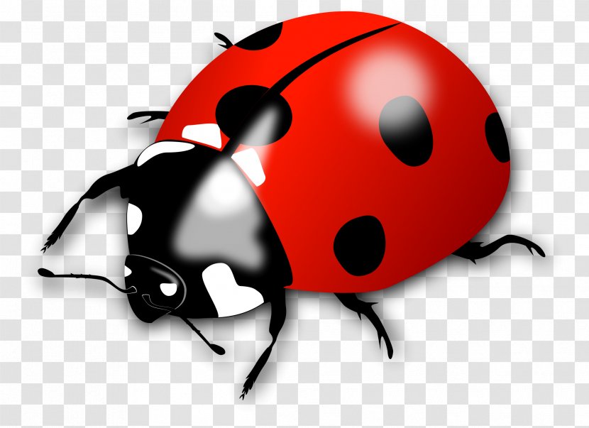 Beetle Ladybird Clip Art - Snout - Ladybug Transparent PNG