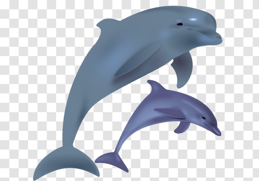 Common Bottlenose Dolphin Short-beaked Tucuxi Wholphin White-beaked - Porpoise - Free Image Transparent PNG
