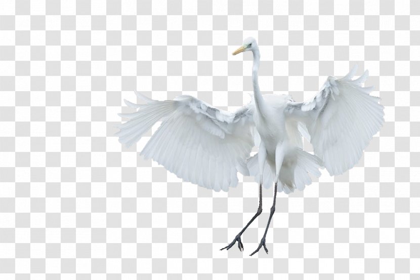 Duck Cygnini Bird - Crane Like - Swan Wings Claws Transparent PNG