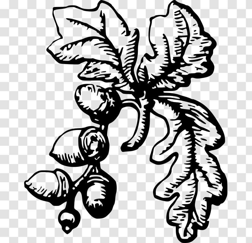 Clip Art Drawing Vector Graphics Line - Herbaceous Plant - Oak Tree Acorn Transparent PNG