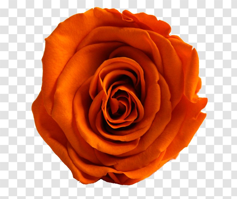 Garden Roses Cut Flowers Blumenversand - Delicatessen - Rose Petals Drift Transparent PNG