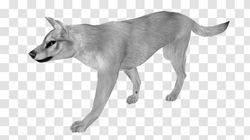 Saarloos Wolfdog Czechoslovakian Dog Breed Feral Coyote - Carnivoran - WALK CYCLE Transparent PNG