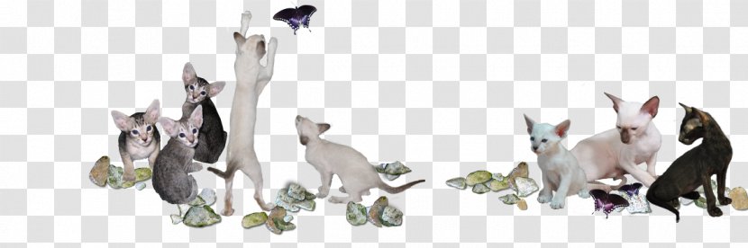 Oriental Shorthair Siamese Cat British Kitten Fanciers' Association - Animal Transparent PNG